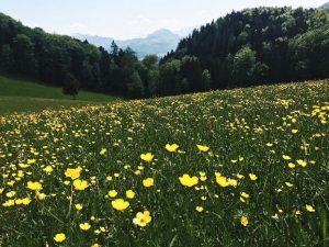 www.experience salzburg.at 5 reasons why you should visit hallein 5