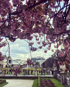 www.experience salzburg.at pic it magnolias and cherry blossoms in salzburg city 31944781 2197740923586241 7789130526547247104 n